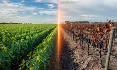 A professional, split-screen composition in 16:9 aspect ratio, illustrating the economic divide in Argentina's agriculture. On the left side, representing the Pampean grain hub (green), a vast, lush soybean field in full bloom under a clear sky. On the right side, representing the regional economies in crisis (deep red), a dusty, parched vineyard with dried grapes and an empty, cracked earth irrigation channel. The divider is subtle and glowing with a faint orange light. High-end financial editorial style, dramatic lighting, rich textures, 8k resolution, no text.
