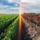 A professional, split-screen composition in 16:9 aspect ratio, illustrating the economic divide in Argentina's agriculture. On the left side, representing the Pampean grain hub (green), a vast, lush soybean field in full bloom under a clear sky. On the right side, representing the regional economies in crisis (deep red), a dusty, parched vineyard with dried grapes and an empty, cracked earth irrigation channel. The divider is subtle and glowing with a faint orange light. High-end financial editorial style, dramatic lighting, rich textures, 8k resolution, no text.