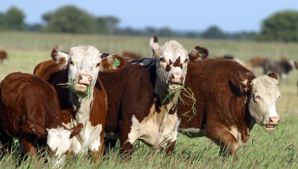 Alerta en La Pampa: detectan un brote de carbunclo y refuerzan la prevención